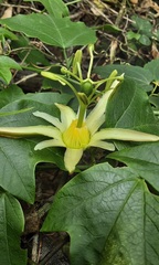 Passiflora herbertiana