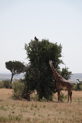 Giraffa camelopardalis tippelskirchi