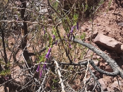 Dunalia spinosa