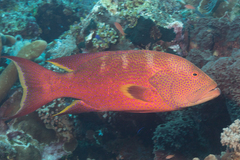 Variola louti