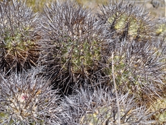 Copiapoa coquimbana