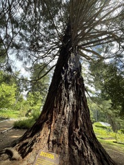 Sequoioideae