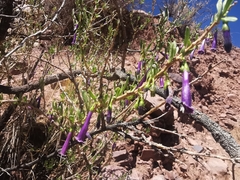Dunalia spinosa