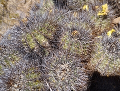 Copiapoa coquimbana
