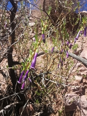 Dunalia spinosa