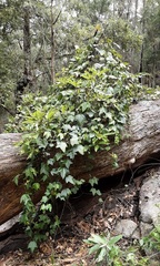 Passiflora herbertiana