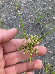 Cyperus bipartitus