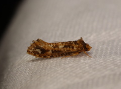 Moerarchis inconcisella