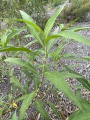Persicaria attenuata