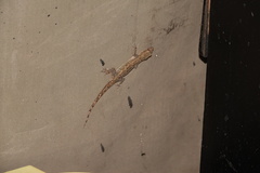 Gekkota