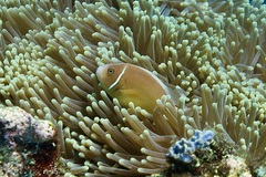 Amphiprion perideraion