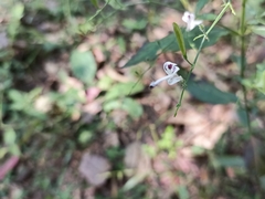 Andrographis paniculata