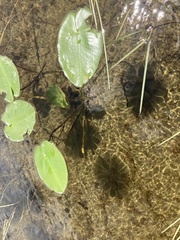 Nuphar variegata