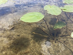 Nuphar variegata