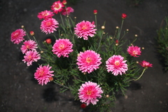 Argyranthemum
