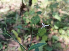 Andrographis paniculata