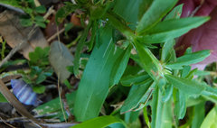 Spermacoce verticillata