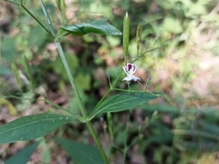 Andrographis paniculata