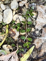 Bacopa monnieri