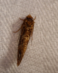 Moerarchis inconcisella