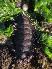 Acanthopleura echinata