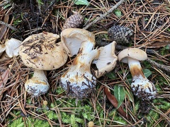 Cortinarius talus
