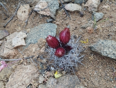 Eriosyce heinrichiana