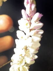 Polygala alba