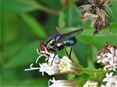 Cochliomyia