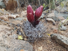 Eriosyce heinrichiana