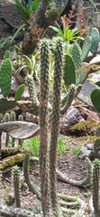 Austrocylindropuntia