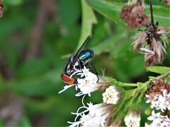 Cochliomyia
