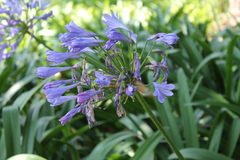 Agapanthus