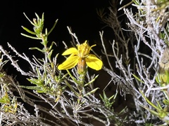 Thymophylla acerosa