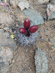 Eriosyce heinrichiana