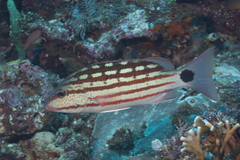 Lutjanus decussatus