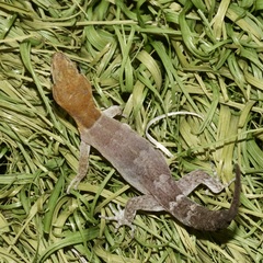 Gonatodes antillensis