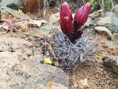 Eriosyce heinrichiana