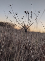 Lomatium nudicaule