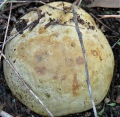 Pisolithus arenarius