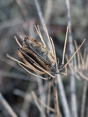 Lomatium nudicaule