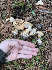 Cortinarius talus