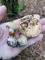 Cortinarius talus