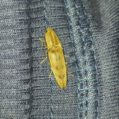 Conoderus fuscofasciatus