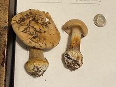 Cortinarius talus