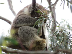Phascolarctos cinereus victor