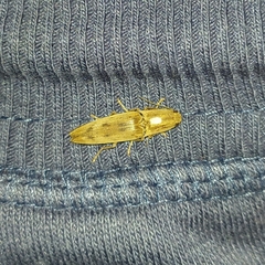 Conoderus fuscofasciatus