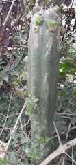 Trichocereus macrogonus