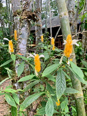 Pachystachys lutea