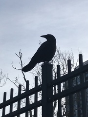 Corvus brachyrhynchos